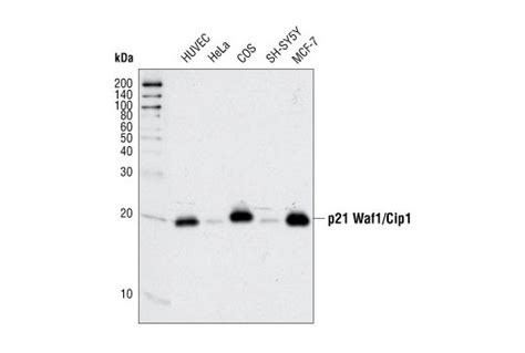 p21 Waf1/Cip1 (12D1) Rabbit mAb (BSA and Azide Free) | Cell Signaling ...