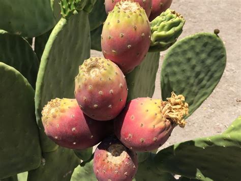 Study shows cactus pear as drought-tolerant crop for sustainable fuel and food | University of ...