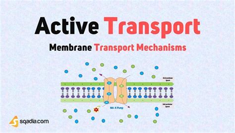 Membrane Transport Mechanisms - Active Transport