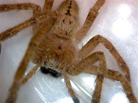 Golden huntsman spider, Olios giganteus - Foothill Sierra Pest Control