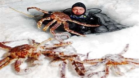 Amazing Fishing Alaska King Crab on Sea Ice - Fastest Fish Catching on The Sea - YouTube