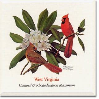 West Virginia Native Plants, State Flower & State Bird | American Meadows