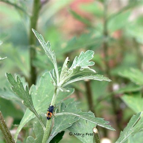 Picture 4. Asian Lady Beetle Larvae