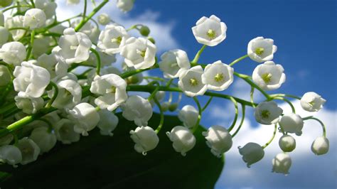 23 Muguet Flower Wallpapers - Wallpaperboat