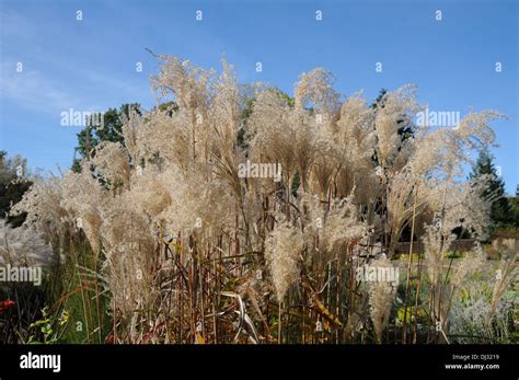 Chinese silver grass Stock Photo - Alamy