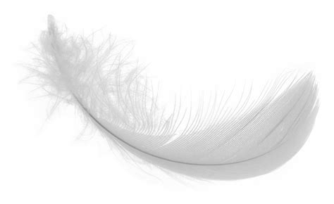 White Feather PNG Clipart - PNG Mart