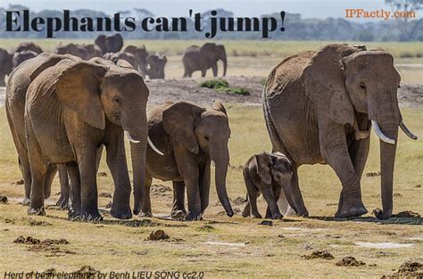 Elephants can’t jump! | Always Learning!