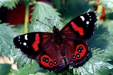 Una mariposa con alas negras y rojas (45796)