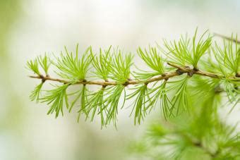 Larch Tree Facts and Care Guide | LoveToKnow