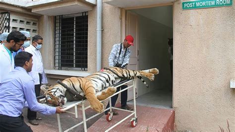 Hunter Who Killed Man-Eating Tiger in India Broke Laws, Officials Say ...