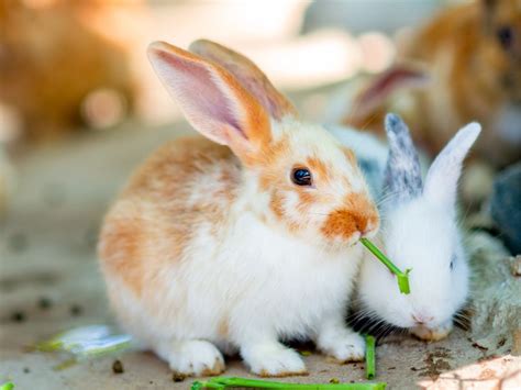 Best Vegetables And Fruits For Rabbits – Food List – rabbit-knowledge