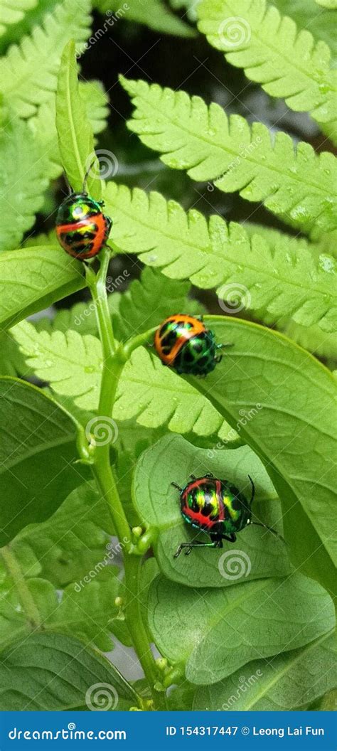 Colorful Ladybird / Ladybug on Green Leaf Stock Image - Image of ...