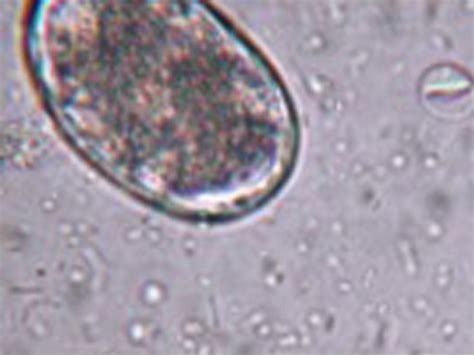 Giardia Cysts In Dog Stool