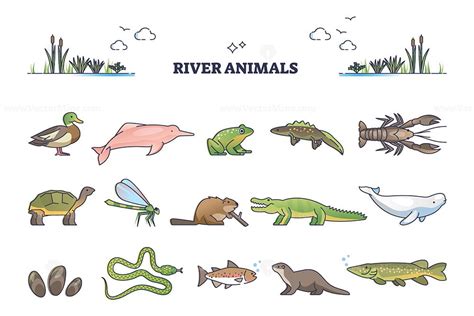 River animals or underwater species in wet environment outline collection set - VectorMine