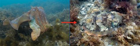 Secrets of Cephalopod Camouflage - Science Friday