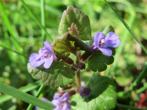 Ground Ivy: Herb of the Week · CommonWealth Center for Holistic Herbalism