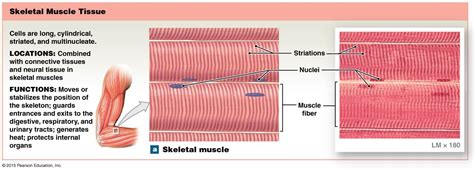 skeletal muscle tissue function