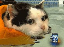 Cat Swimming GIF - Find & Share on GIPHY