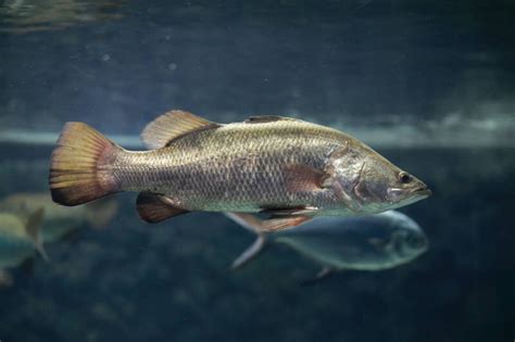 12 Cost-effective Fish Species for Your Aquaponics System