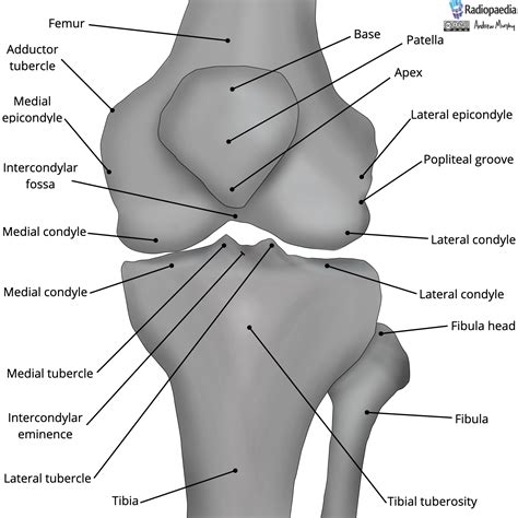 Radiopaedia - Drawing Bones of the knee joint - English labels | AnatomyTOOL