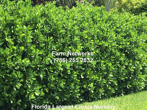 Clusia Hedge Images | Clusia, Hedging plants, Hedges