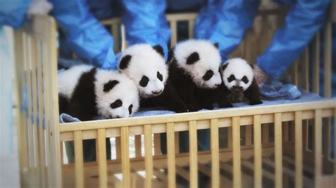 Four cute giant pandas invite you to their virtual birthday party - CGTN