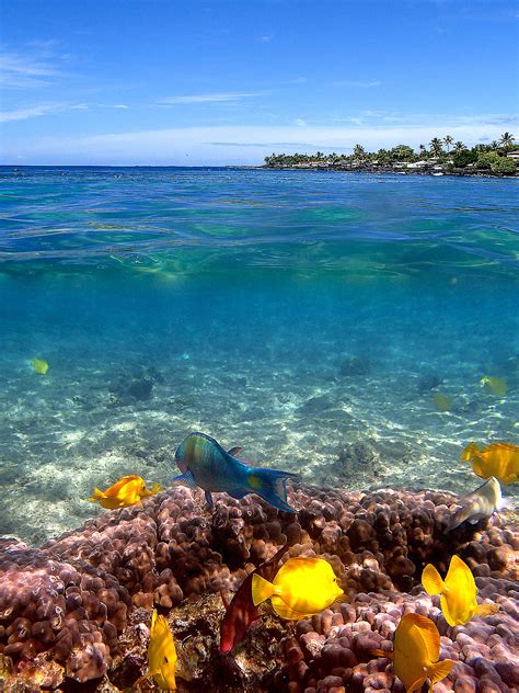 Hawaii: Snorkeling at Kahalu'u Beach Park, Big Island | WanderWisdom