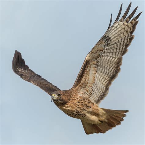 Red Tailed Hawk Flying | ubicaciondepersonas.cdmx.gob.mx