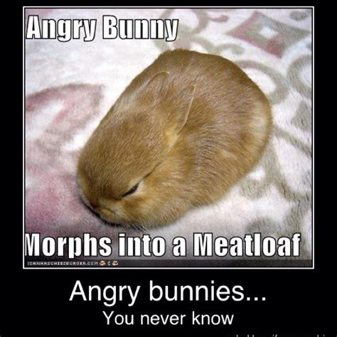 Angry bunny | Funny bunnies, Cute baby bunnies, Cute bunny pictures