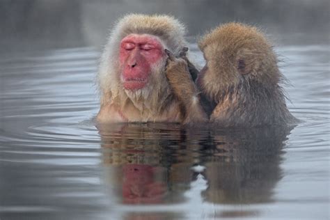 Japanese Macaques Wallpaper 31508