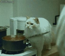 Misunderstanding Cooking GIF - Find & Share on GIPHY