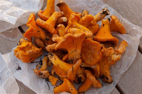 The Best Way to Preserve Your Mushroom Harvest - Backyard Forager