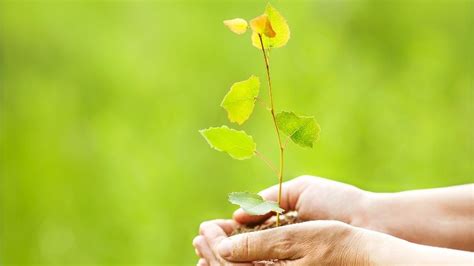 How To Grow And Care For An Aspen Tree