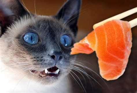 Catsparella: Sushi Cats!