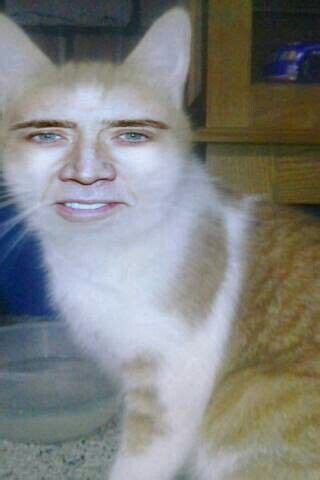 Nicolas Cage cat face swap, i made this myself | Nicolas cage, Nickolas ...