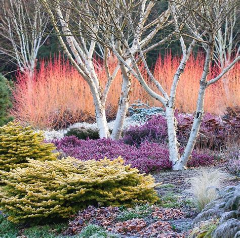 Richard Bloom on Instagram: “The Winter Garden at The Bressingham Gardens, @bressinghamgardens ...