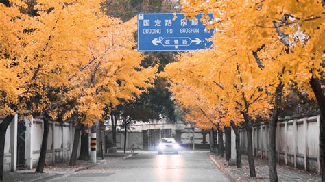 Ginkgo Leaves On The Road In Autumn In Shanghai Background, Shanghai, Fall, Road Background ...