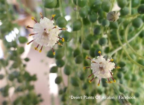 String of Pearls plant 'Senecio Rowleyanus' from buds to blooms April ...