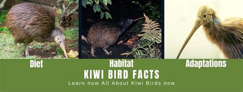 Kiwi Bird Facts For Kids - All About Kiwi Birds