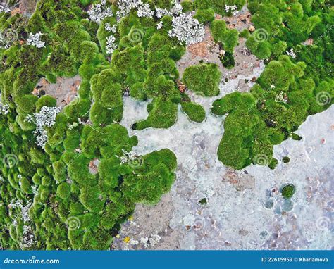 Mosses And Lichens Royalty Free Stock Images - Image: 22615959