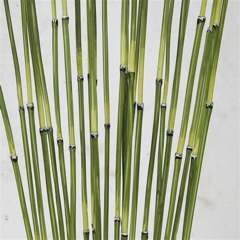 Earthflora > Captivating Bamboo Trees > Earthflora's 31 Inch Potted Bamboo Stem Plant