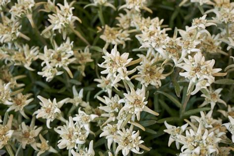 Edelweiss Flower Meaning: Symbolism Of A Wild White Flower - Plantisima