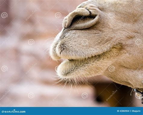 Camel Nose Stock Images - Image: 4386904