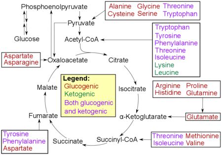 Anaerobic Metabolism Vs Aerobic Metabolism