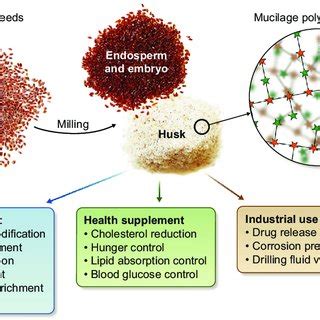 Summary of uses and functions of psyllium husk. Psyllium husk is ...