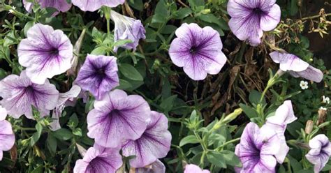 Wave Petunia Care: Tips On Caring For Wave Petunias