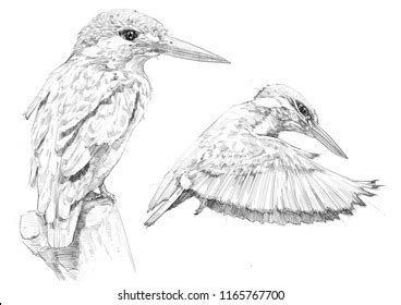 1,867 Kingfisher Drawing Images, Stock Photos & Vectors | Shutterstock