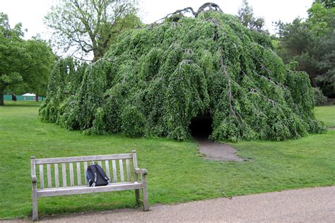 File:Hyde park tree.jpg - Wikipedia