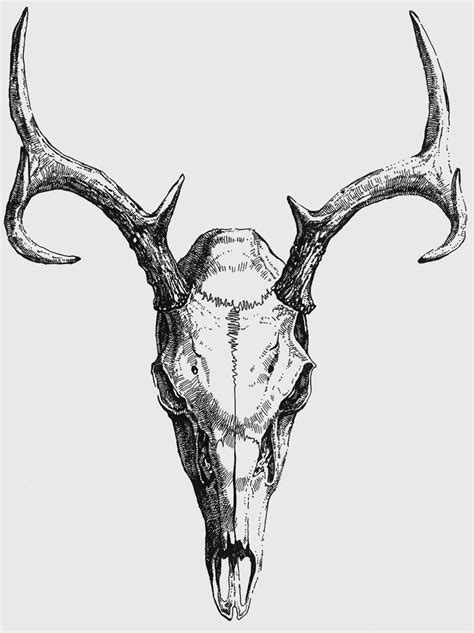 AnatoRef | Deer skull tattoos, Animal skull drawing, Skull art