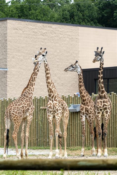 Masai Giraffe - Potawatomi Zoo